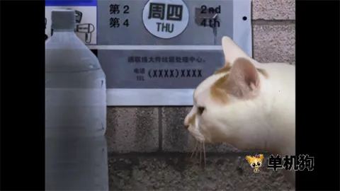 ����è֮����̷2025���ذ�װv1.0 �ֻ����ͼ