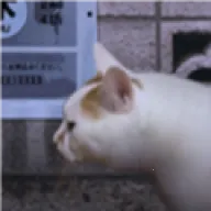 ����è֮����̷2025���ذ�װv1.0 �ֻ���