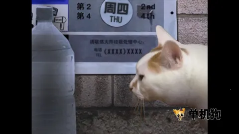 ����è֮����̷2025���ذ�װ