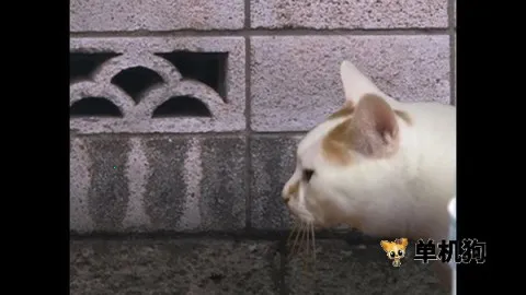 ����è֮����̷2025���ذ�װv1.0 �ֻ����ͼ