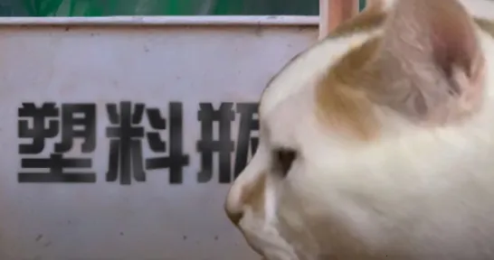 ����è֮����̷2025���ذ�װ