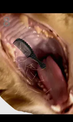 ��è��ë2026���°汾v1.0 �ٷ������ͼ