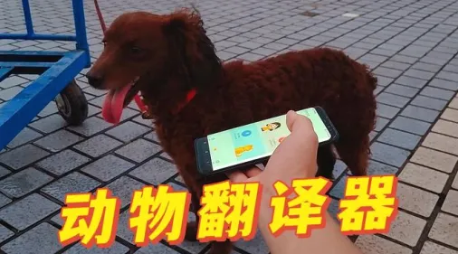 宠物翻译器(宠物交流助手) 宠物翻译器(宠物交流助手)